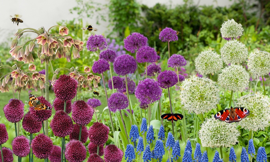 Image 1: 40, 80 ou 120 bulbes de fleurs à papillons