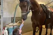 Embark on a One or Two-Day Summer Horseback Evening Mini Camp at Oak Haven Performance Horses (Up to 45% Off) - Second Medium