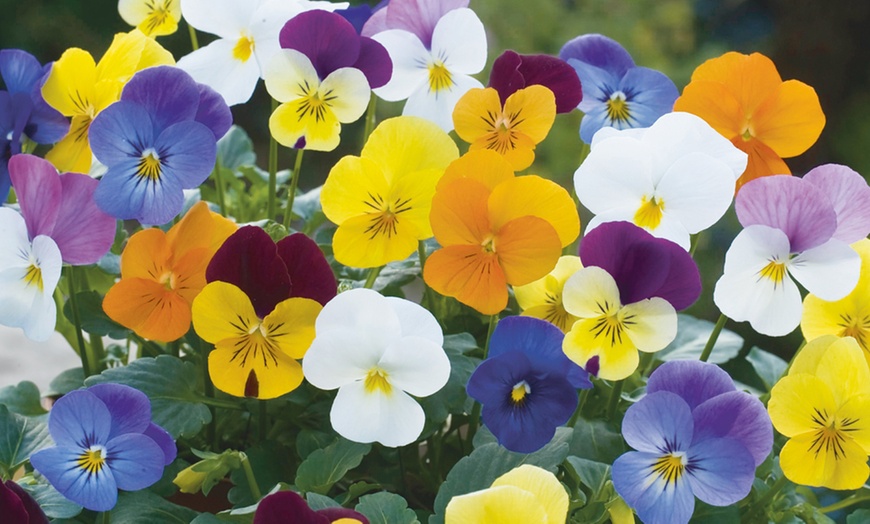 Image 2: Two Pre-Planted Viola Hanging Baskets