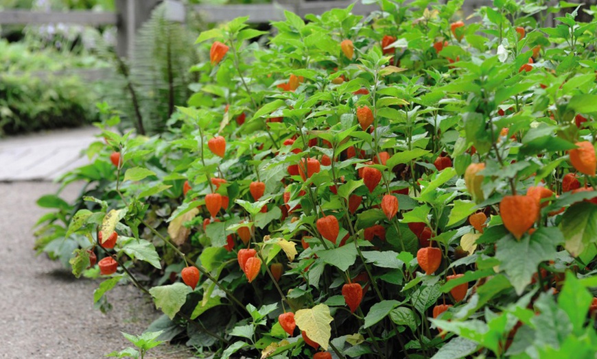 Image 3: Three or Six Physalis Chinese Lantern Plants