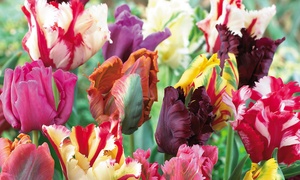 Tulip Parrot Mixed - 16, 32 or 64 Bulbs