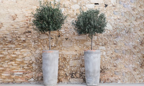 1 o 2 alberi di olivo con altezza alla consegna di ca. 80-100 cm