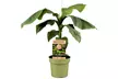 1 o 2 plantas de Musa Basjoo Rootz - Second Medium