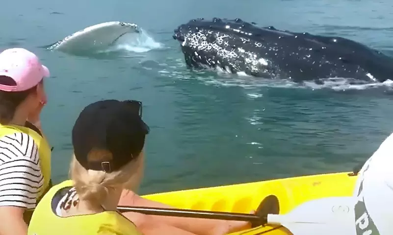 Dolphin-View Kayak Tour or Private Day Tour to Double Island Point