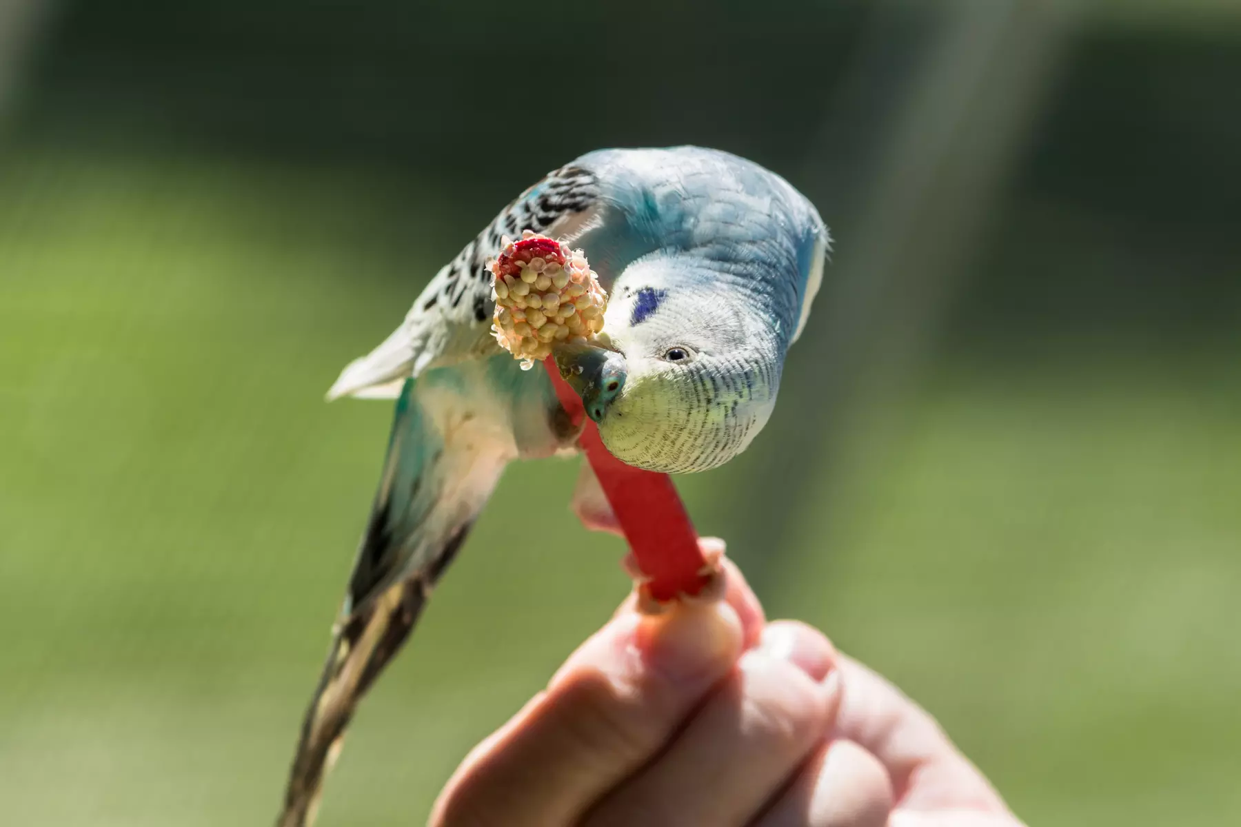 Up to 21% Off Admission at African Safari Wildlife Park - Ohio