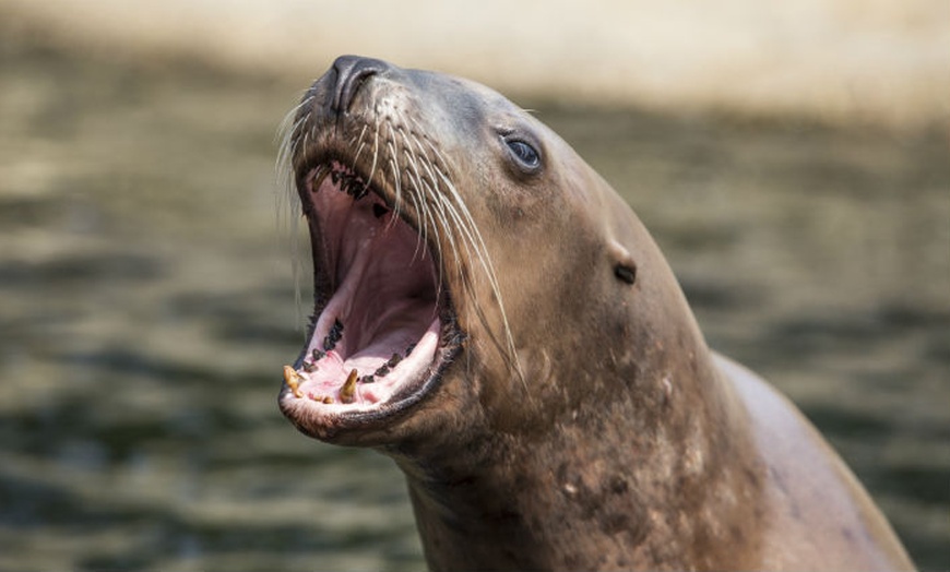 Image 2: Jaarabonnement Dolfinarium