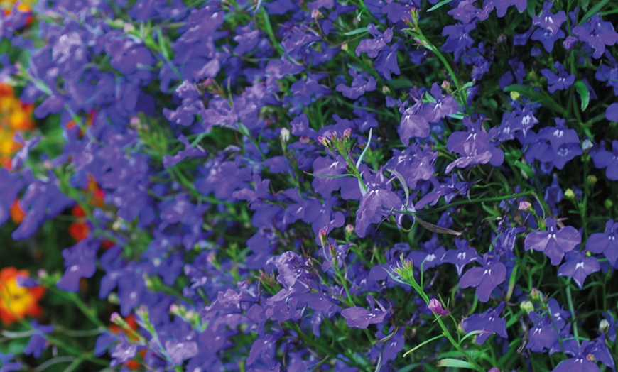 Image 6: Lobelia ‘Monsoon’ - 12, 36 or 72 Plants