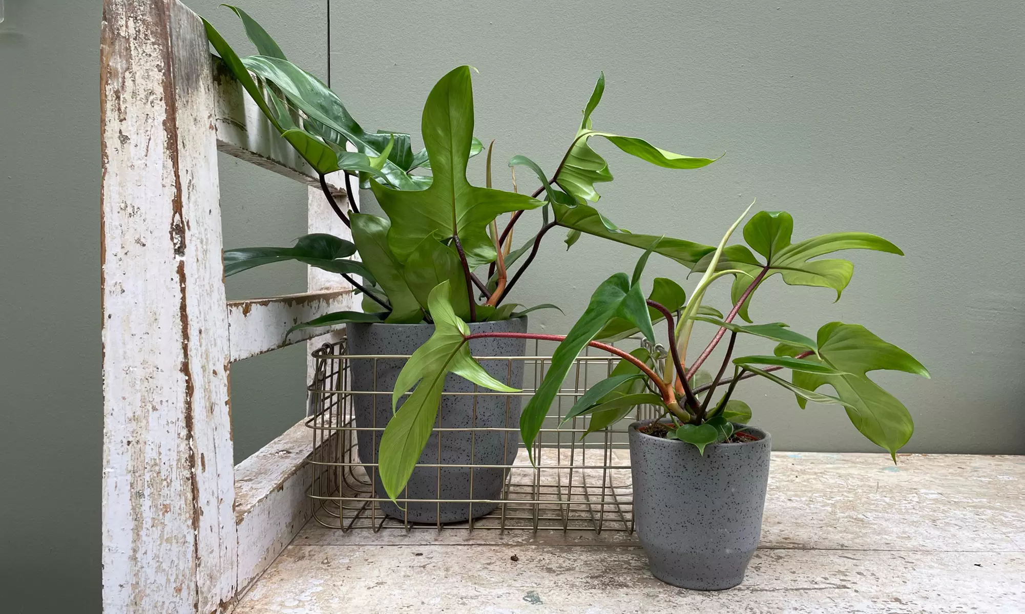 1x oder 2x Baumfreund (Philodendron) 'Florida Green' mit dekorativen Blättern - Primary Image