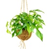 Image 5: Plantas colgantes XL Kokodama