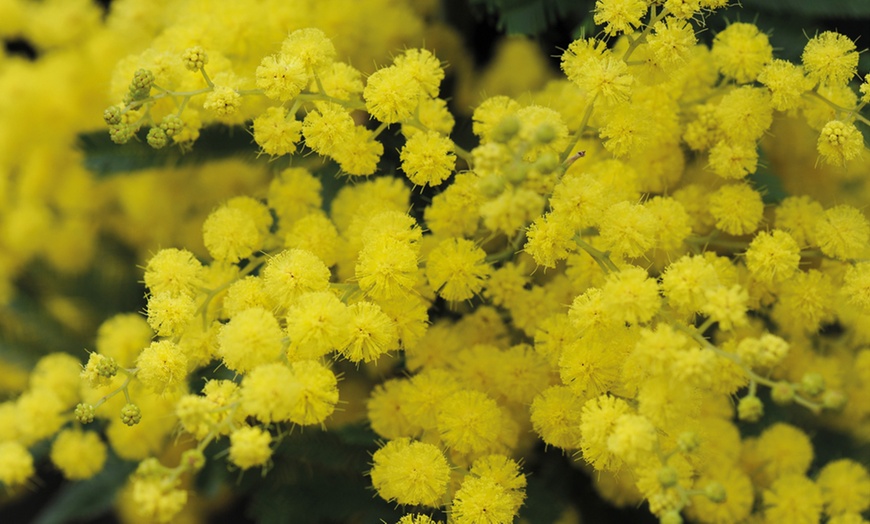 Image 7: Acacia Mimosa Dealbata in 9cm Pot - One, Two or Three Plants