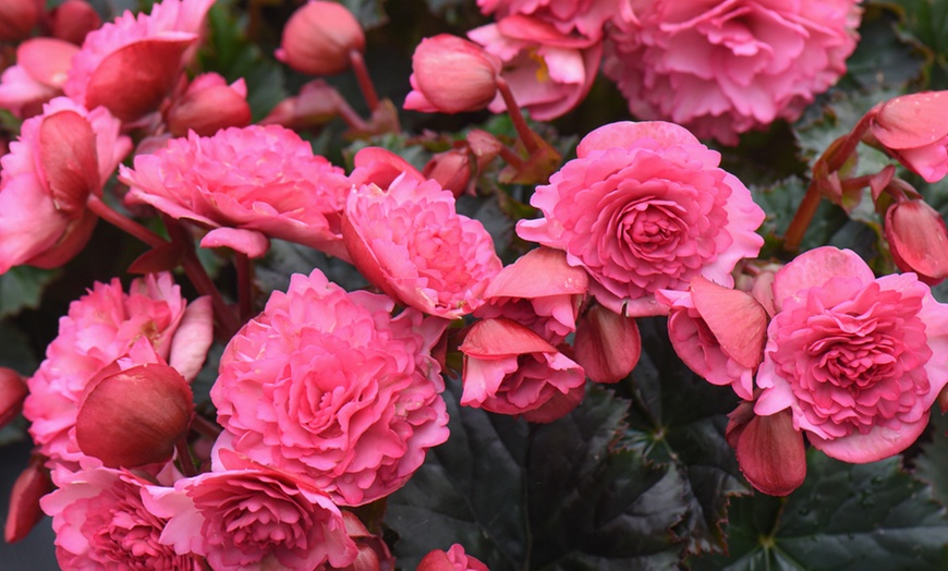 Image 5: Begonia Elatior 'Frivola Pink' - 3 or 6 Plants