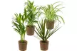 Lot de 4 plantes purificatrices d'air, cache-pots inclus - Image 2