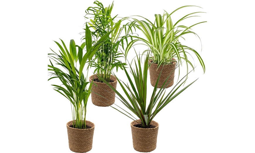 Image 2: Lot de 4 plantes purificatrices d'air