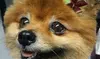 Grooming Services from Kay's K9 Kutz  (39% Off)