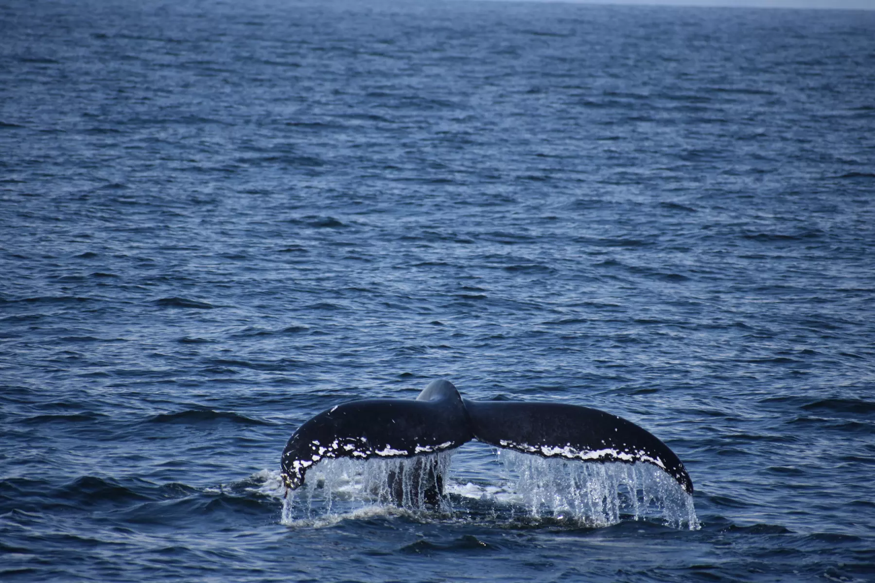 Up to 44% Off on 3-Hr Whale and Dolphin Watching Trip