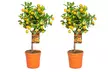 1 o 2 piante di Citrus Calamondin, Limon o Kumquat sempreverdi - Image 4