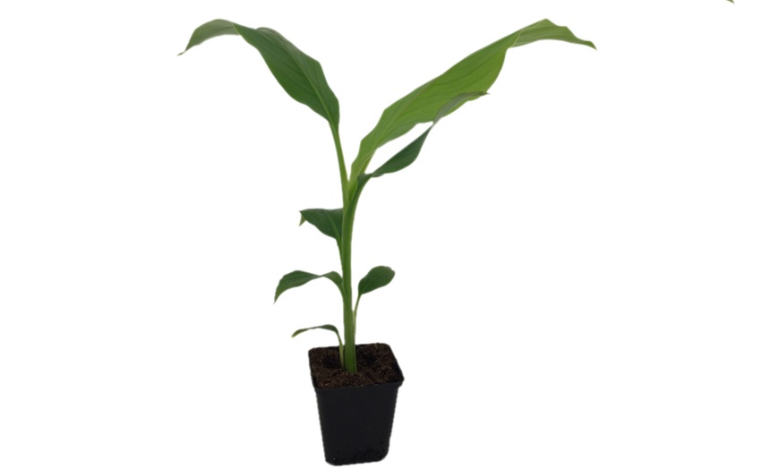 Image 2: Japanese Banana 10.5cm Pot