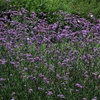 Image 3: Verbena Buenos Aires Plug Plants