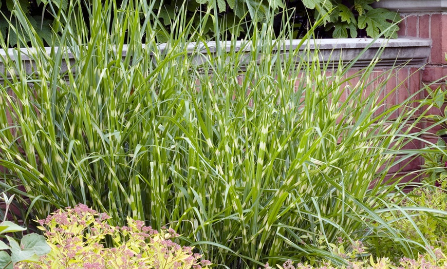 Image 1: 1 o 2 piante di Miscanthus 'Zebrinus'