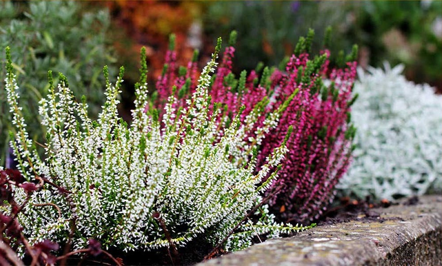 Image 3: Evergreen Heather Plants