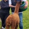 Image 4: Alpaca Adventure: Meet & Trek a New Fluffy Friend in Bishop Auckland