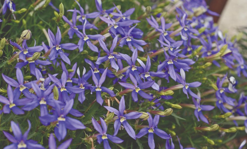 Image 5: Summer Flowering Cascading Basket Plants