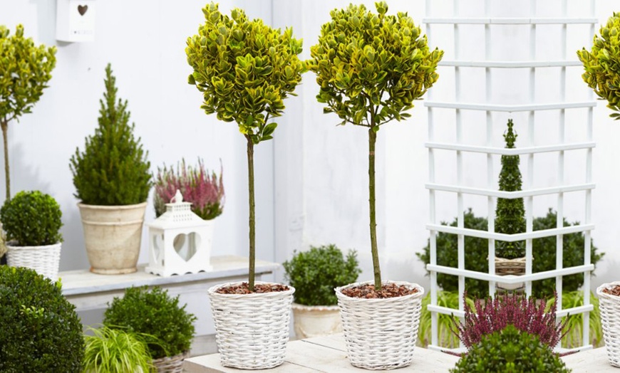 Image 4: 2 or 4 Evergreen Euonymus Topiary Trees