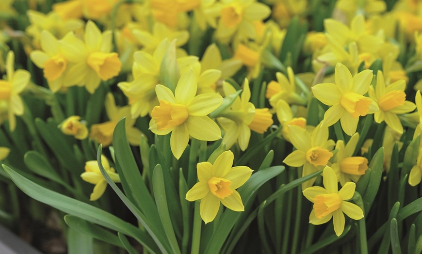 Image 1: Up to 100 Bulbs of Miniature Yellow Daffodils 