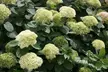 Hydrangea Lime Rickey Potted Plant (3-Litre Pot) - Image 3