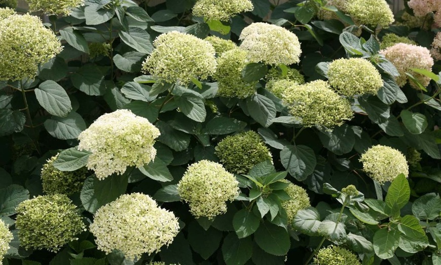 Image 3: Hydrangea Lime Rickey Potted Plant (3-Litre Pot)