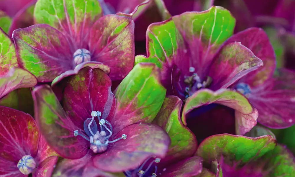 Hydrangea Plants - Up to 4 Potted Plants