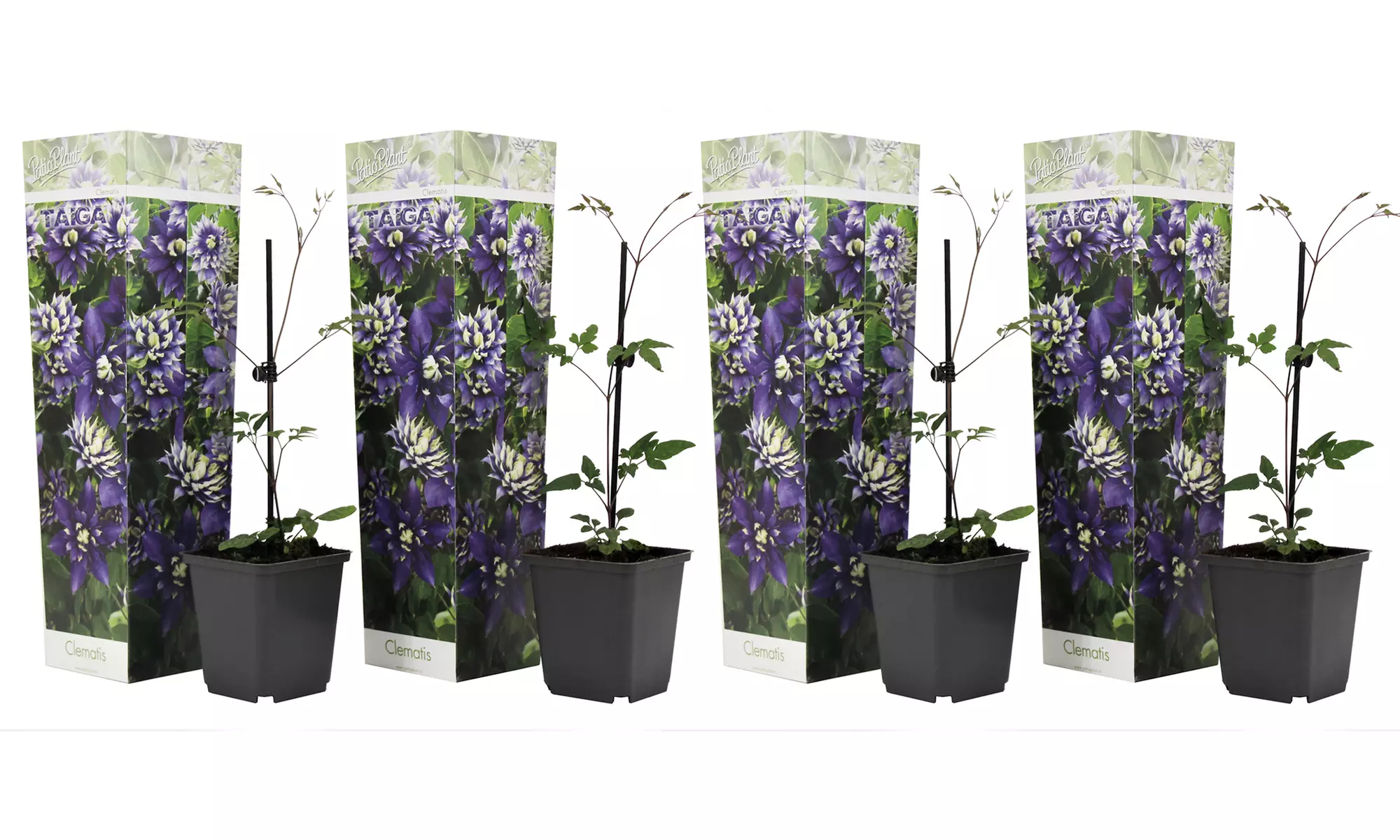 2er- oder 4er-Set Kletterpflanze Clematis Taiga, inkl. Versand - Second Medium