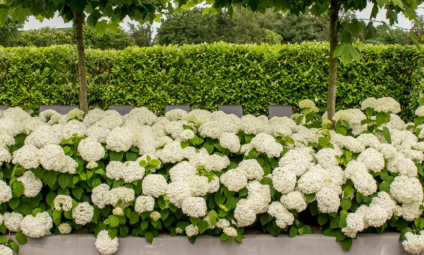 Hortensia Hydrangea 