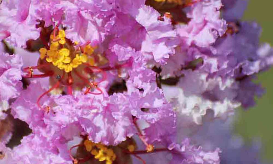 Image 1: Lagerstroemia Shell Pink Plant