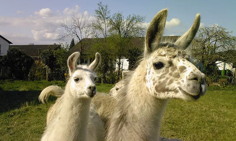 Pfalz Lamas – Frühlings-Lamawanderung im Pfälzerwald für 2 Personen