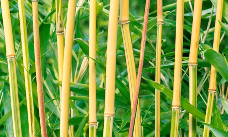 Image 2: Evergreen Bamboo 'Semiarundinaria' – 1, 3 or 5 Potted Plants