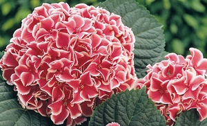 Hydrangea Camilla 10.5cm Pot - One, Two or Three Plants