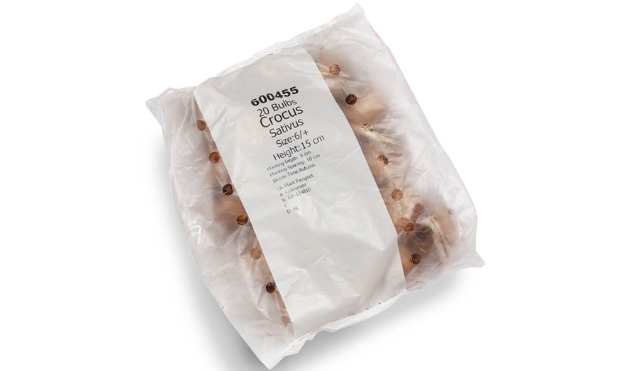 Image 4: 20 or 40 Saffron Crocus Bulbs – Autumn-Flowering Purple Blooms