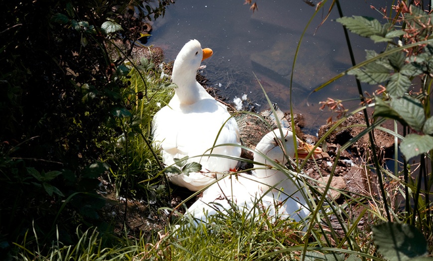 Image 5: Cornwall Glamping Stay