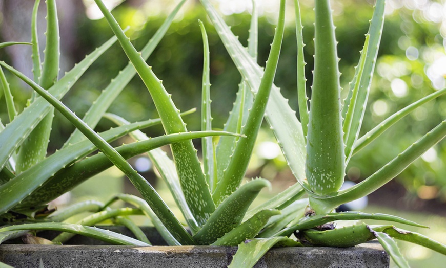 Image 4: Aloe Vera 10.5 cm Pot - One, Two or Three Plants