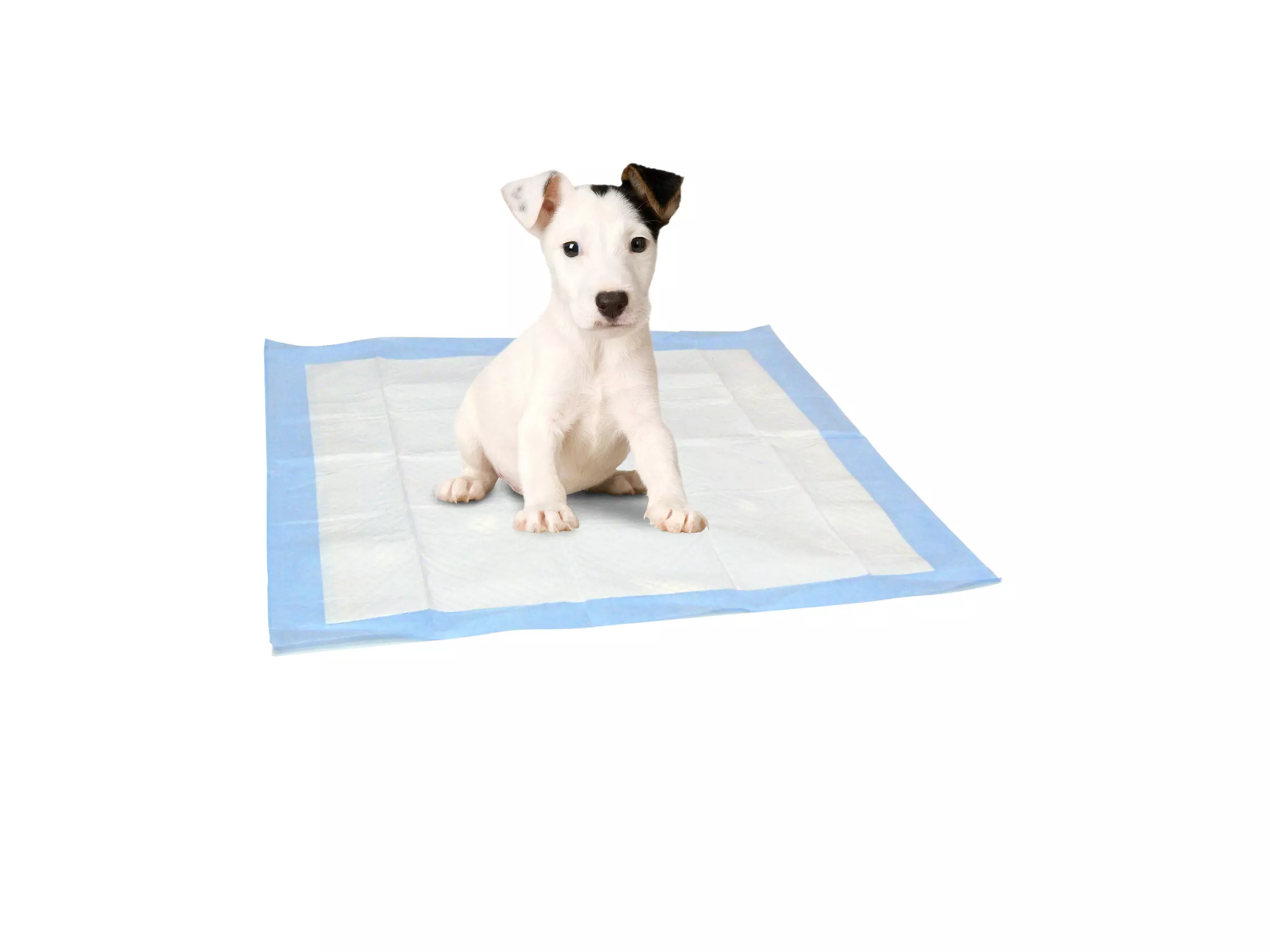100-Pack of American Kennel Club Puppy-Training Pads - Primary Image