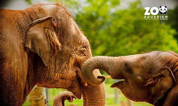 Zoo Aquarium de Madrid: una entrada para adulto, infantil o sénior