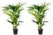 1x oder 2x luftreinigende Kentia-Palme (Howea Forsteriana) - Second Medium