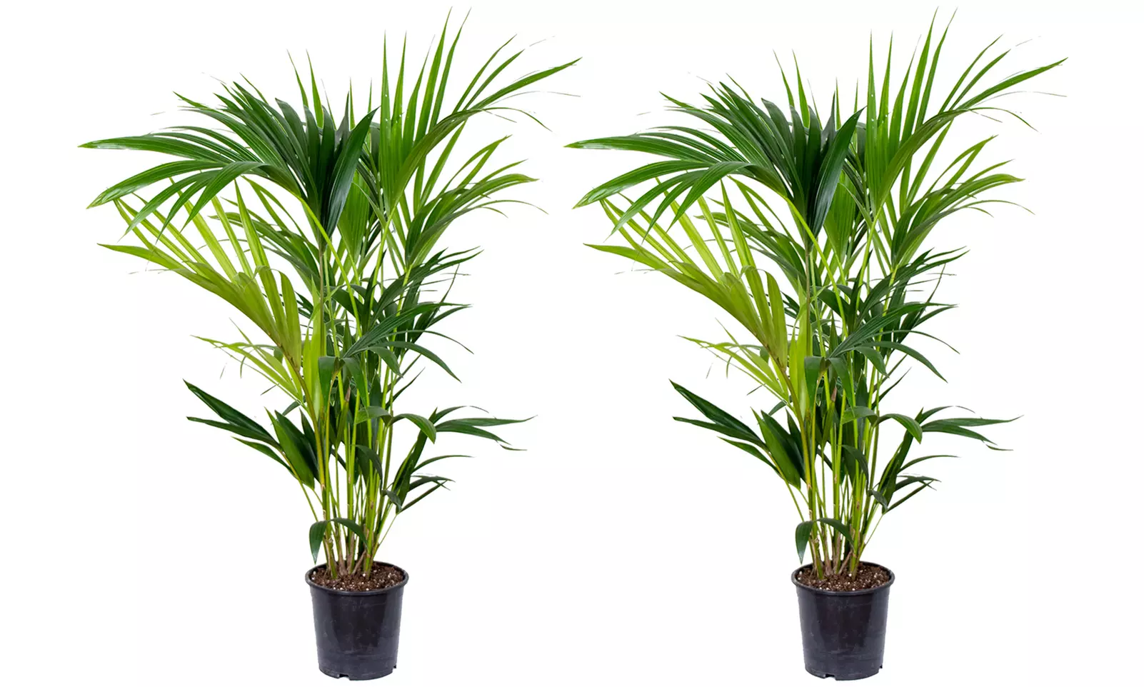 1x oder 2x luftreinigende Kentia-Palme (Howea Forsteriana)