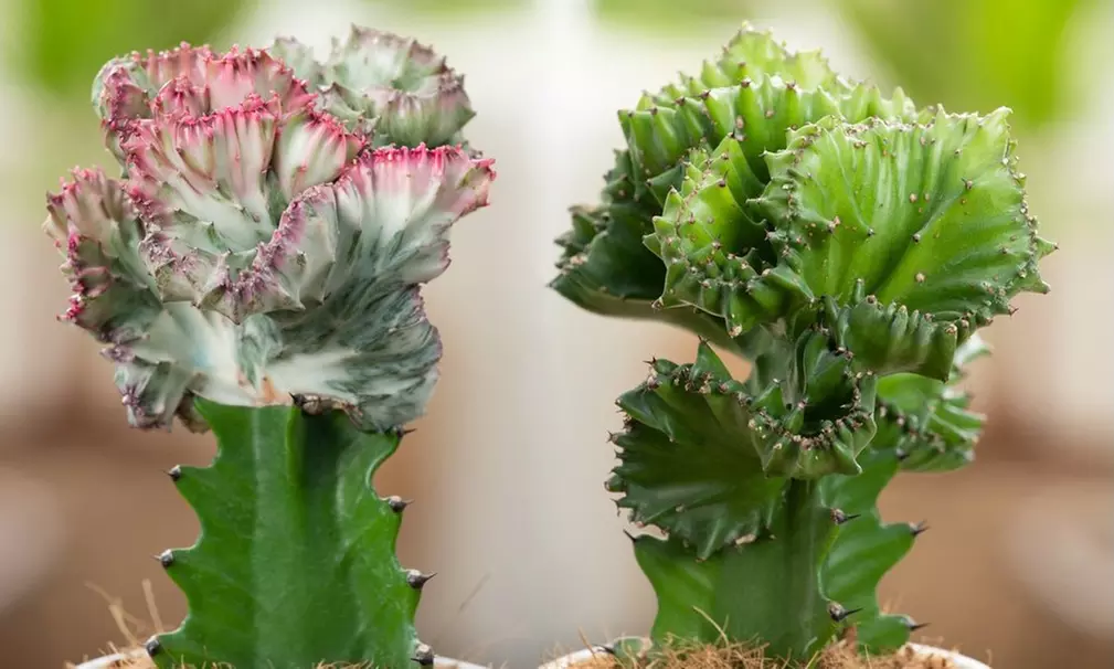 Assortiment de 2 plantes Euphorbia Lactea Cristata et Euphorbia Lactea Frankii - Image 4