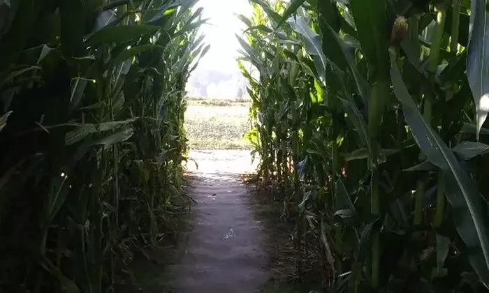 Get Lost in the Corn Maze and Relax by the Communal Fire Pits