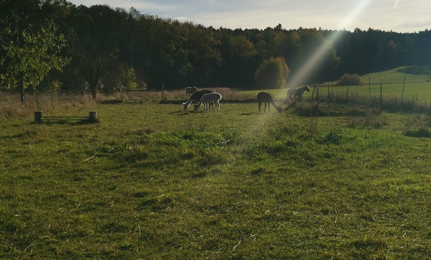 Image 13: Alpaka- und Lama-Wanderung