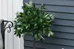 Set of Two Outsunny Bay Laurel Topiary Tree Artificial Plants with Pot - Image 4