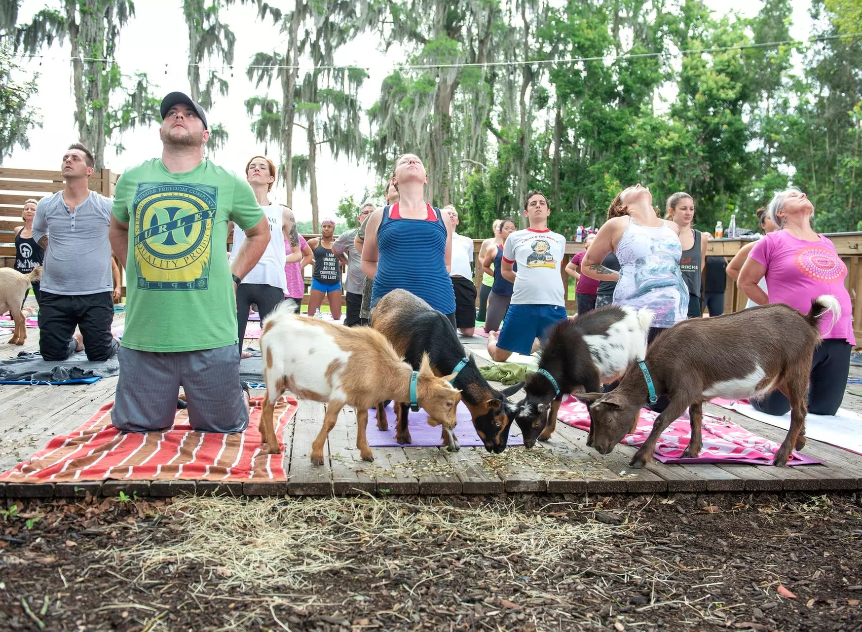 One or Three Goat Yoga Class at Goat Yoga Tampa (Up to 27% Off) - Primary Image