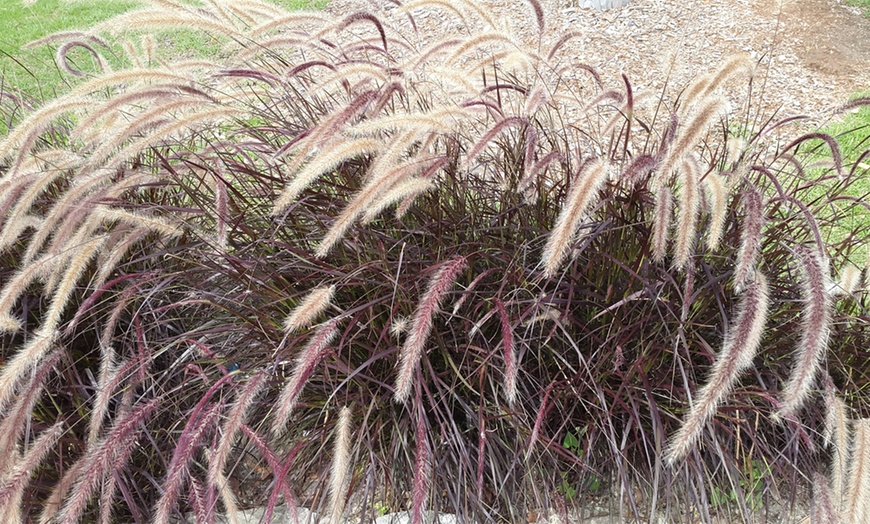 Image 3: Pennisetum Rubrum